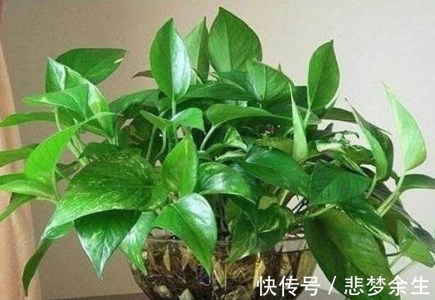 农历十一月大雪过后,养什么花?家里养3种花,一帆风顺平安幸福