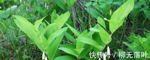 这花不一样！没有光也能长得猛，观赏价值高人称“玉竹花”！