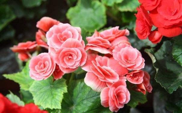 君子兰,四季海棠以下养殖,花苞一波接一波,叶茂花艳花开不断