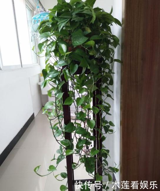 小齐|绿萝天天有黄叶平常注意“几点”，叶片大又绿，黄叶不见了