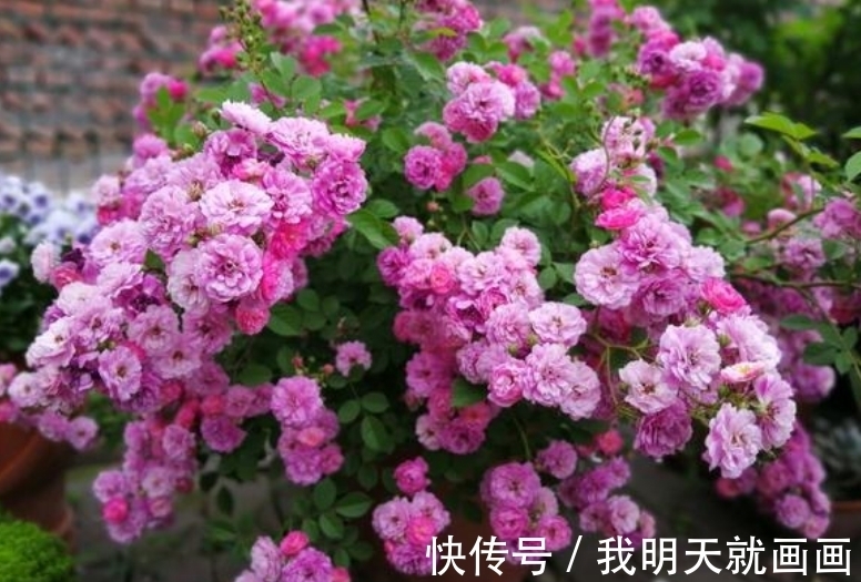 最适合新手养的4种花,花期长花量大,一盆千百朵,枝头花苞满