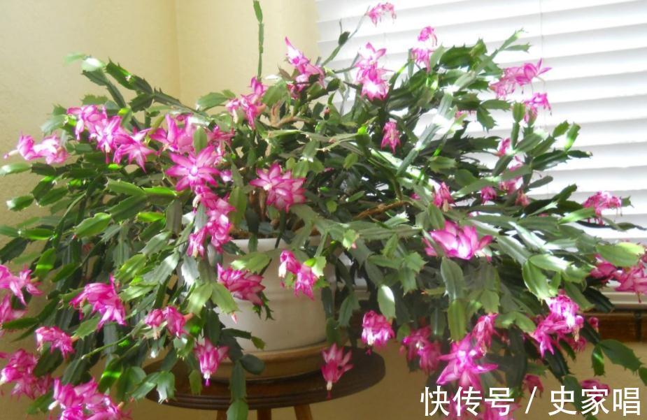 掌握住4个小诀窍，11月居家盆栽蟹爪兰，开花就能又多又艳丽