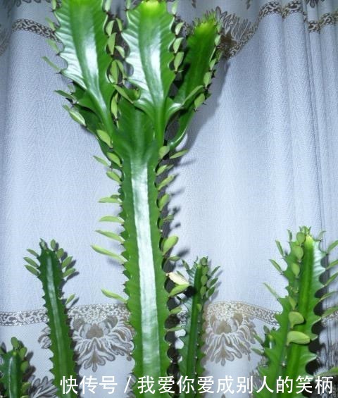 什么发财树,平安树,不如这2种“老树”好养,大气,富贵又镇宅!