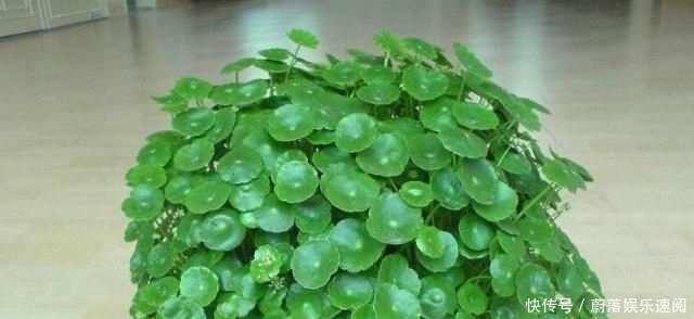 这5种花草,别花钱买,掐一片叶子插土里,一个月长满盆,贼省钱