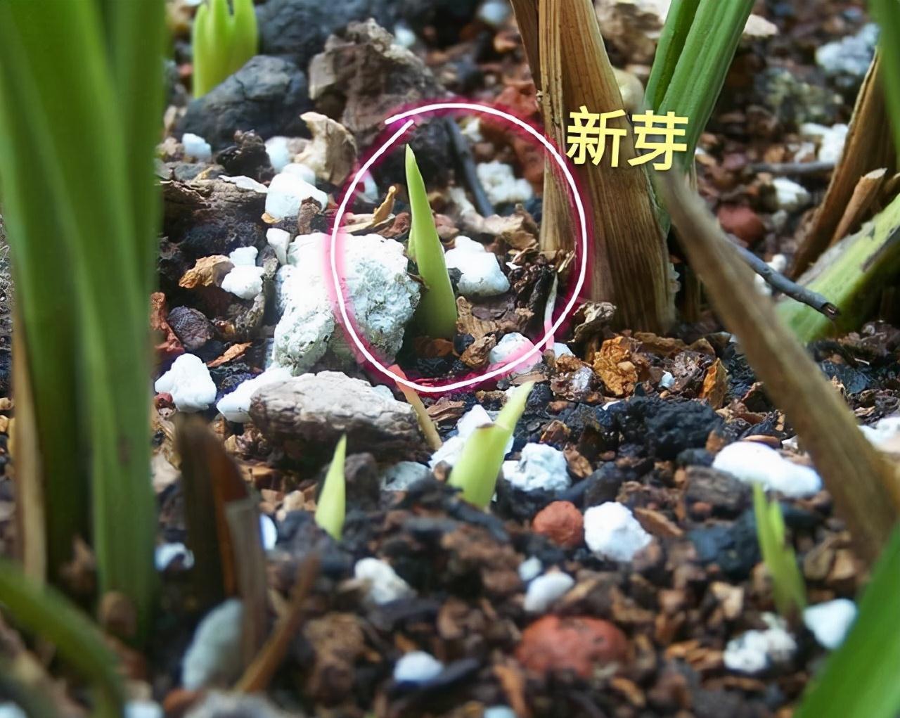 陷阱|兰花的四个“大误区”，看似有道理，实则很陷阱，别被人忽悠了