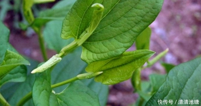 治疗|鼻炎犯了,鼻子堵塞、鼻涕多?用它们能治疗让你备受困扰的鼻炎!