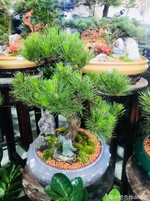 盆景家里养盆松,代代出富翁,镇宅守家福气旺