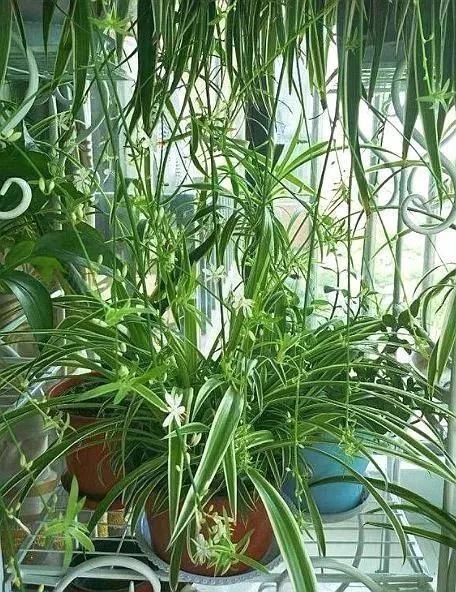 他养的“吊兰”有方法,1年长成“八抓鱼”,大白根挤满盆