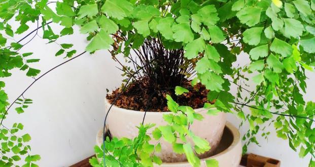 花草|水里滴点“它”浇花,管叫植物一整冬不黄叶、烂根
