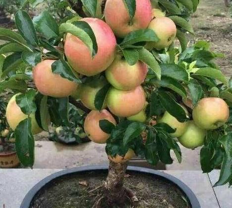 吃剩的3种水果籽扔盆里,学会此样做,轻松养成盆栽果树