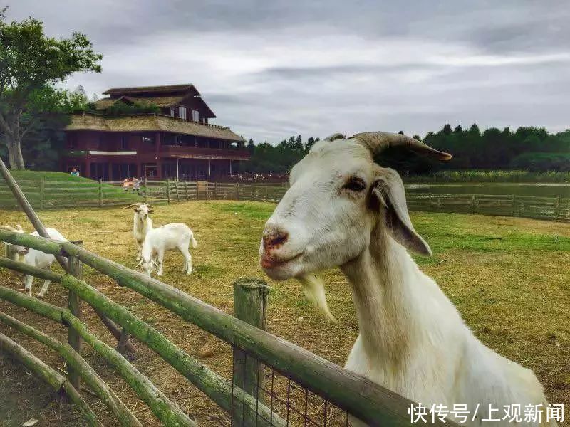 崇明区|观花博，游崇明！徜徉花海，吃喝玩乐这条线路全包罗