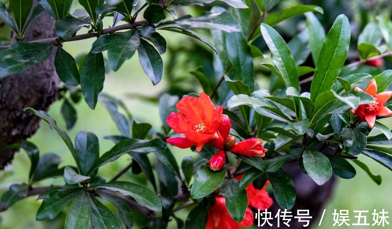 lt@诗·十首丨燕低杨絮熏风晚,一点红榴笑绿枝