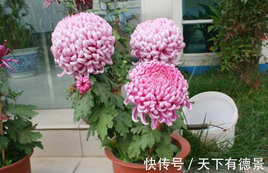 牡丹花|4种“富贵花”,南方养不好,北方能养几十年,爆成花树