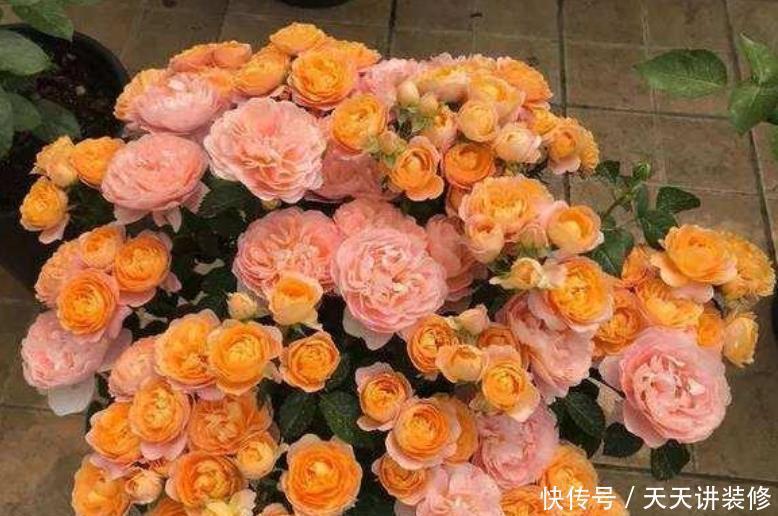 4种花漂亮又好养,不仅名字好听,花也漂亮,养家里,满屋飘香!