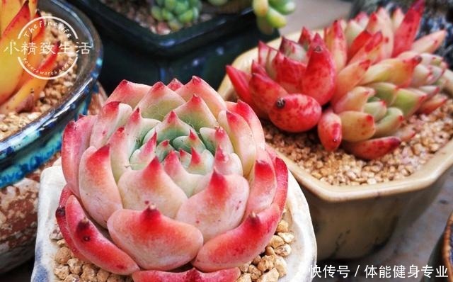 多肉植物上色，需要4个条件，你的肉肉没上色，是没用对方法！