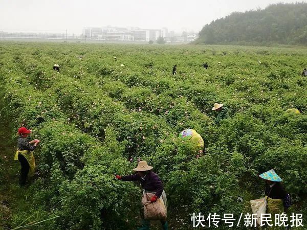 生态文明|20项国家级以上荣誉！黄山脚下这座县城缘何捷报频传