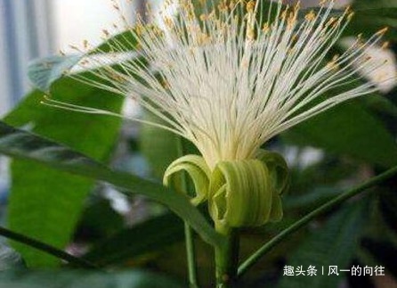 养好发财树就要学会这几点，轻松开出富贵花，真是太漂亮了