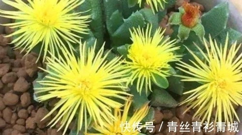 香味|带香味的多肉植物?非常少见,开花时却香气扑鼻!