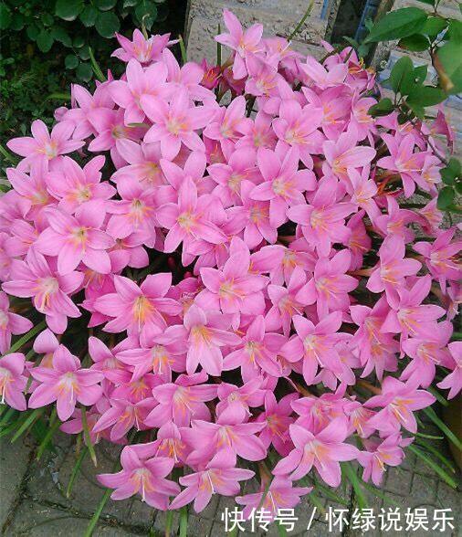 玉翁|5种“盆栽”,十天半月不理它,也能长,浇点水长爆盆,太省心了