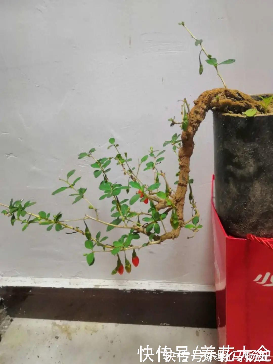 柴烧|农村当柴烧的花,原来可以当盆景,给一千块也不卖