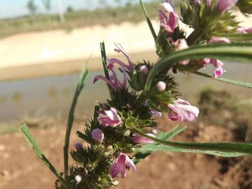 病症|益母草被誉为“妇科圣药”，除了用于妇科病，“3种”病症也适用