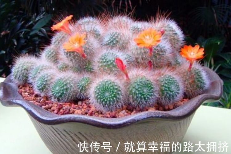 4种花被称“有钱花”，财运、福运滚滚来，不易生病好养护