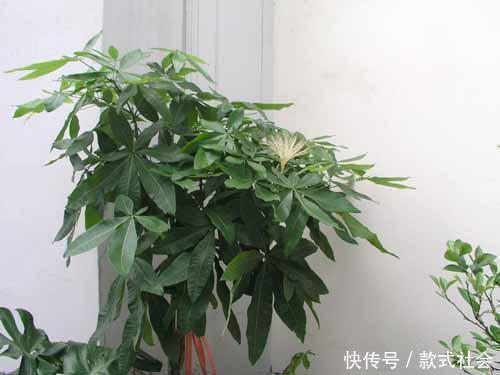 玉树|“6种旺财花”,房子小也要养1盆,开花更是好兆头,富贵吉祥