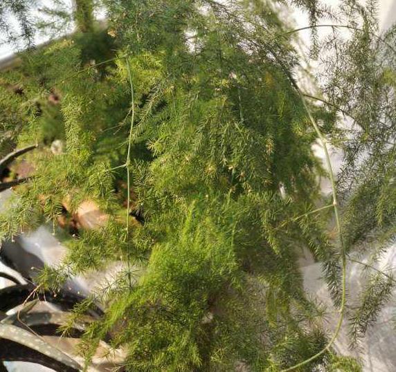 养花宝|厨房里的它是''养花宝'',扦插植物、浇花,可取代生根剂