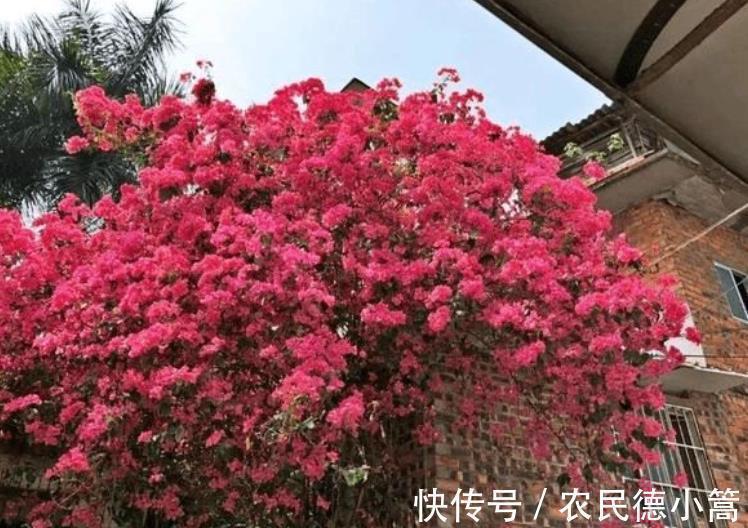 3种花生长进入快车道,赶紧喂点大补肥,快速分化花芽开花多