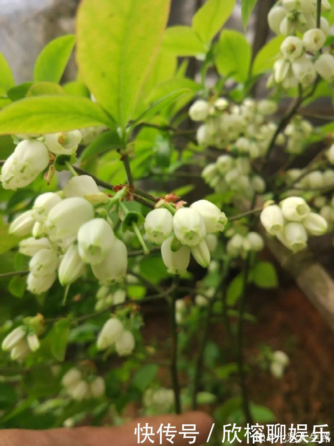 花花|大粗杆插土里,7天生根,当年结果压弯枝,不用买水果了!