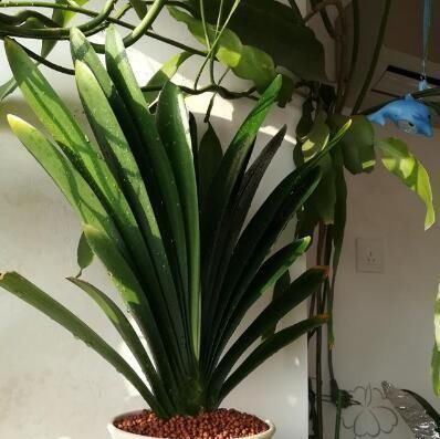 君子兰是多晒好,还是少晒好很多人弄反了,难怪黄叶不开花