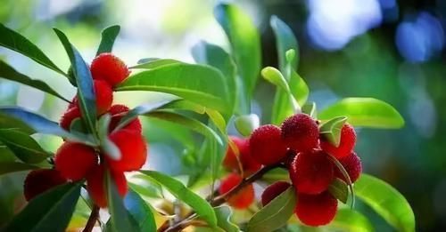 杨梅杨梅|人到中年想长寿,不妨坚持吃3种食物,美容养颜、滋补身体!