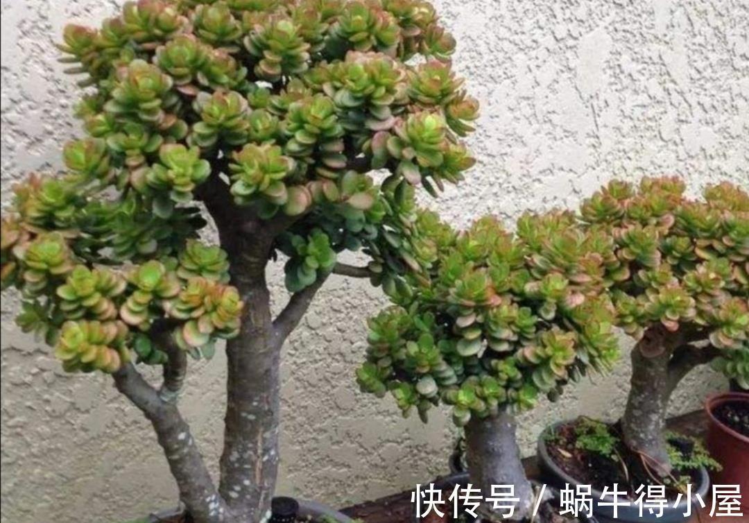 种树|家里养“2种树”,剪的越狠,长得越快,成老桩盆景