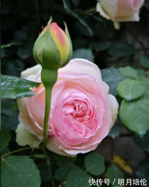 蓝妖|月季花发芽了却没叶子都怪土里这个物质太多