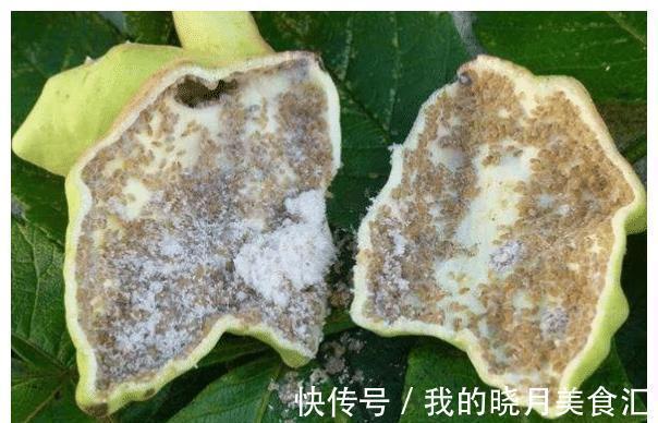 盐肤木|长在树上的“盐巴”，既能当盐吃，也能制醋，它就是“盐肤木”