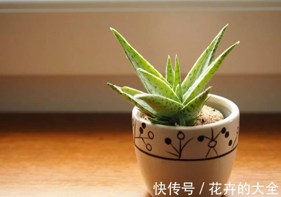 芦荟|夏秋温度高，养芦荟怎么规避黄叶落叶？满足这些条件