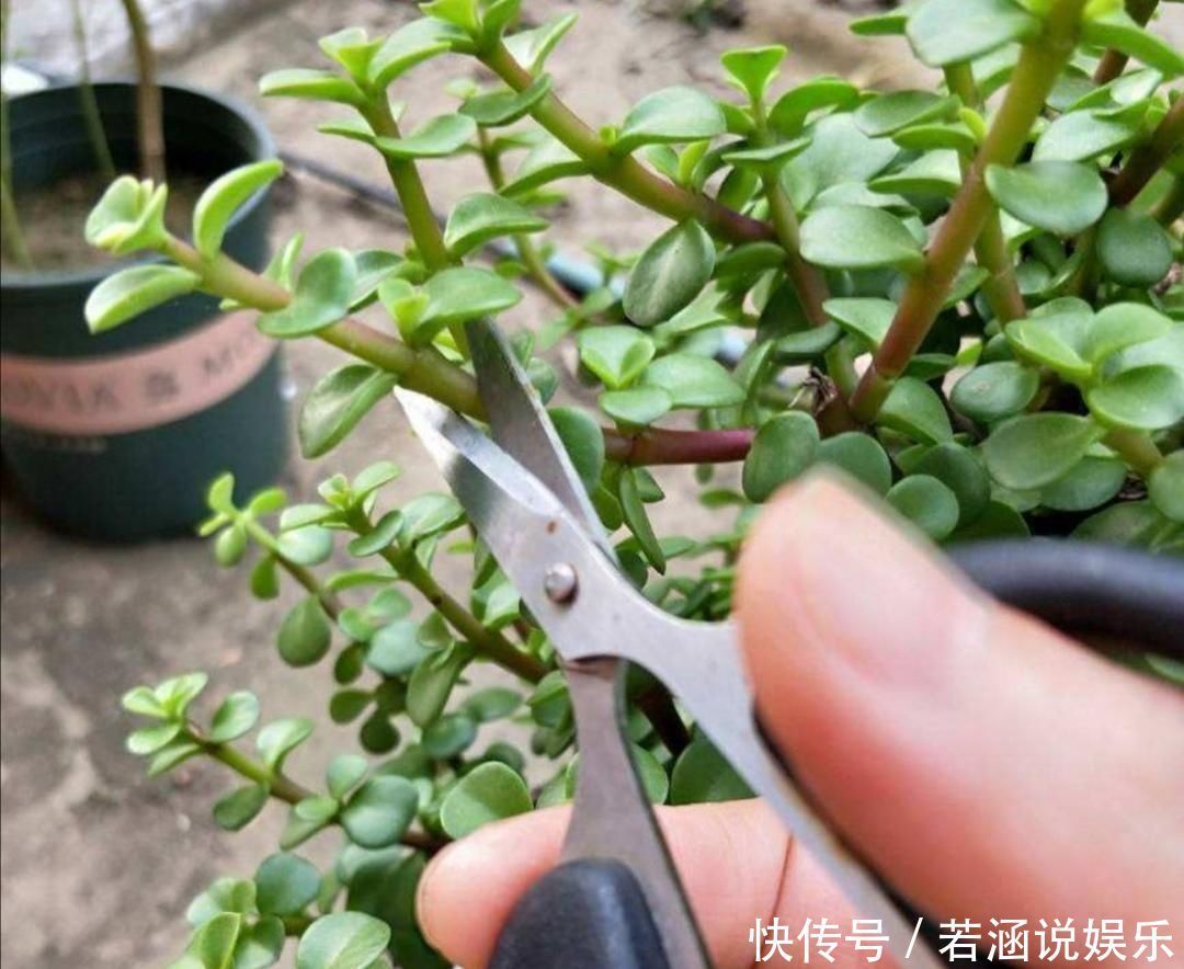 养金枝玉叶盆景，要舍得修剪枝条，株型才能越来越美观