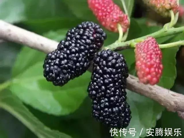 鸡母珠|农村这种果子和桑葚很像,却有剧毒,多人险丧命,千万别误食了