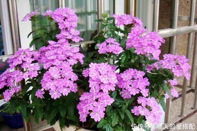 仙人球|五种比吊兰绿萝还好养的花，沾土即活，开到爆盆，阳台变花海！