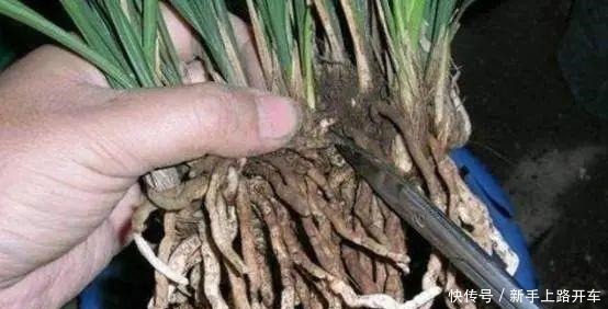 8种花换盆,换好了生一堆,换错立马死!8种花换盆,换好了生一堆,换错立马死!