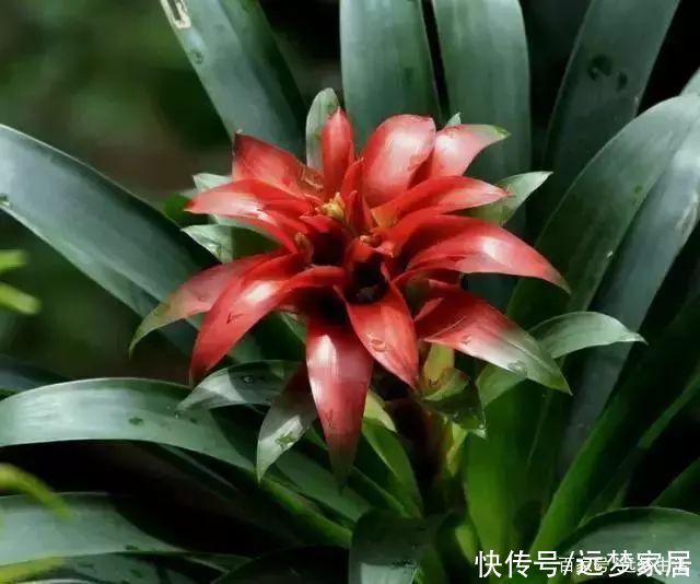 养绿植有讲究!选这几款好看还旺宅!