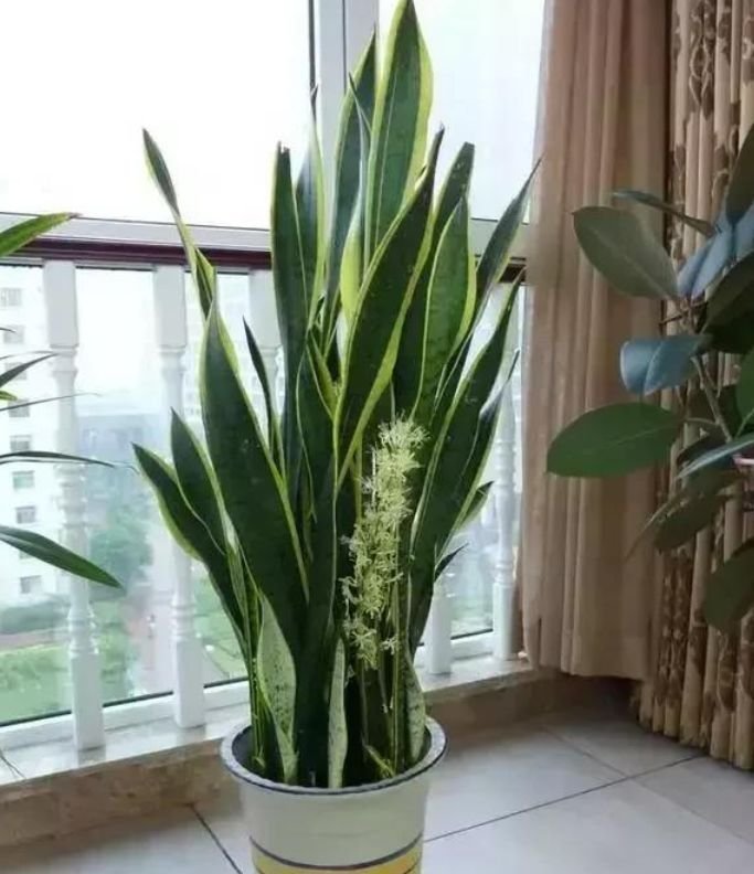 聪明人都养4种花，寓意好作用多，空气清新又旺财，很实用！