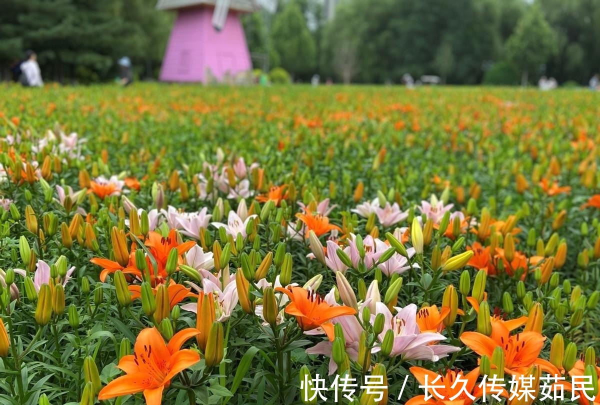 百合花|沈阳沈水湾公园：又美又仙百合花海