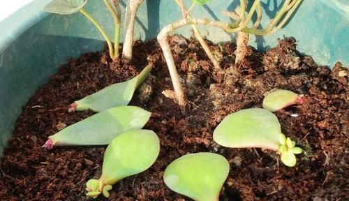 嗖嗖|3种花不用买,叶子丢花盆里,嗖嗖长白根,1盆变10盆