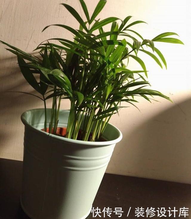 卫生间没窗户?养此4种花,耐阴好活,关键:除臭、杀菌,空气好