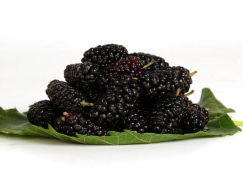 桑葚|四味“阴阳双补”的草药,当“零嘴”吃,守住体内阳气