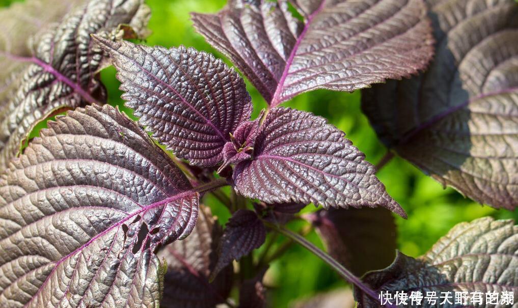 紫苏|这6种植物是生活的好帮手，家里养一盆，好看好养还可备不时之需