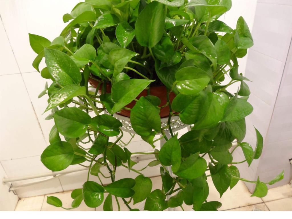 藤条|冬天屋内养花选这3种,一棵小苗养成小花园,攀爬着开花真美