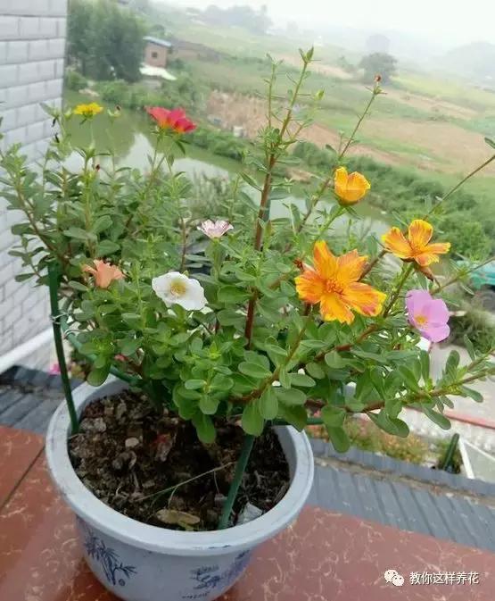 1个小窍门，普通的太阳花也能养成万元盆景老桩，邻居纷纷来学！