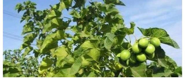 相思子|在农村分布有5种野果,全都含有“剧毒”,遇到千万不要采摘误食